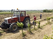 Damit "Stickler & Stickler" wieder schwarze Zahlen schreibt, wollen Thomas (Harald Krassnitzer, im Hintergrund) und sein Sohn Paul (Achim Schelhas, vorne) EU-Fördergelder nutzen, alte Rebstöcke roden und dafür neue Weinsorten anbauen.