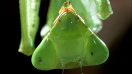 Mantis.
