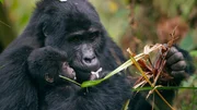 Das acht Wochen alte Baby-Berggorilla Nyakabara wird von ihrer Mutter festgehalten, als sie im Bwindi Impenetrable National Park, Uganda, auf Nahrungssuche geht. Sie ist eines von nur 50 Berggorilla-Babys auf der Welt. Das acht Wochen alte Baby-Berggorilla Nyakabara wird von ihrer Mutter festgehalten, als sie im Bwindi Impenetrable National Park, Uganda, auf Nahrungssuche geht. Sie ist eines von nur 50 Berggorilla-Babys auf der Welt.