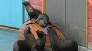 Chaos bei den Robben: Stefanie Leitner hat mit Lotta, Pam, Holly und Summer etwas ganz Besonderes vor. Die vier Flossenf&uuml;&szlig;er sollen heute ein Gruppentraining machen, Synchronspr&uuml;nge inklusive. Stefanie ist sich nicht sicher, wie &bdquo;ihre M&auml;dels&ldquo; heute so drauf sind, will aber trotzdem mit dem gemeinsamen Training starten. Doch die Robben machen anfangs so ziemlich, was sie wollen&hellip;