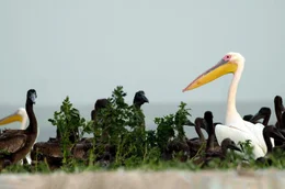 Die schwarzen K&uuml;ken der Rosapelikane wachsen in &bdquo;Kinderg&auml;rten&ldquo; auf, die von erwachsenen V&ouml;geln beaufsichtigt werden.