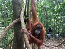 Orang-Utan im Gunung Leuser Nationalpark, einem der gr&ouml;&szlig;ten Naturreservate in ganz Indonesien, R&uuml;ckzugsort f&uuml;r viele bedrohte Tierarten.