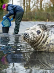 A photo of a seal in water looking at the camera while an intern cleans in the background.
