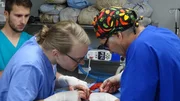 Dr. Jeff and Dr. Kraft working on Kala in the OR.
