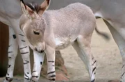 Er ist der ganze Stolz des Zoos – Somali-Wildesel Jaali. Vor drei Wochen geboren, darf das Eselchen heute zum ersten Mal mit seiner Mutter Gasira das Außenrevier erkunden. Pfleger Marcel Rehse und sein Team sichern die Anlage, damit Jaali nicht aus lauter Übermut in den Zoo-Fluss springt. Neugierig trifft das Eselfohlen mit den gestreiften Beinen auf Artgenossen und sogar auf eine ihm unbekannte Spezies, wichtig für seine Sozialisation. Doch wie wird Jaali die Begegnungen meistern? Er ist der ganze Stolz des Zoos – Somali-Wildesel Jaali. Vor drei Wochen geboren, darf das Eselchen heute zum ersten Mal mit seiner Mutter Gasira das Außenrevier erkunden. Pfleger Marcel Rehse und sein Team sichern die Anlage, damit Jaali nicht aus lauter Übermut in den Zoo-Fluss springt. Neugierig trifft das Eselfohlen mit den gestreiften Beinen auf Artgenossen und sogar auf eine ihm unbekannte Spezies, wichtig für seine Sozialisation. Doch wie wird Jaali die Begegnungen meistern?