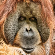 Tierisch menschlich: Orang-Utans k&ouml;nnen planerisch denken und handeln.