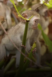 A monkey