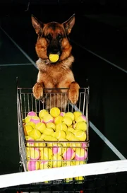 Rex - immer am Ball ...