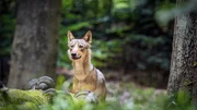Seit einiger Zeit gibt es den Wolf wieder in Österreich. Noch ist es eine zaghafte Rückkehr mit ungewisser Zukunft. Seit einiger Zeit gibt es den Wolf wieder in Österreich. Noch ist es eine zaghafte Rückkehr mit ungewisser Zukunft.