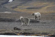 Hast du auch Hunger - Zwei Eisbären an Land. Hast du auch Hunger - Zwei Eisbären an Land.