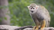 Common squirrel monkey.