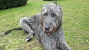 Irish Wolfhound Conmael.