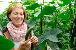 Gem&uuml;se von der Bodensee-Insel Reichenau: G&auml;rtnerin Stefanie Wehrle erntet mehrmals im Sommer Gurken im Gew&auml;chshaus.