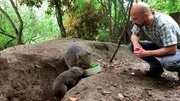 Mini-Wombat Cooper ist ein neuer Publikumsliebling im Erlebnis-Zoo Hannover. Vor ein paar Wochen hat das Jungtier den Beutel seiner Mutter endg&uuml;ltig verlassen, jetzt erkundet Cooper immer neugieriger sein Revier. Tierpfleger Carsten Hein&szlig; freut sich &uuml;ber den gesunden Appetit der australischen Beuteltiere.