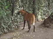 Neuank&ouml;mmling Idefix (M&auml;hnenwolf) beim Eingew&ouml;hnen.