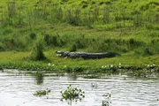 Krokodil in Nepal, Chitwan