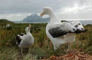 Wanderalbatrosse in der weltgrößten Brutkolonie auf Bird Island, Südatlantik. Wanderalbatrosse in der weltgrößten Brutkolonie auf Bird Island, Südatlantik.