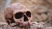 Nach dem Aussterben der Dinosaurier treten die S&auml;ugetiere ihren Siegeszug an. Darunter auch der moderne Mensch, der Homo sapiens. Dieser lebt bereits vor &uuml;ber 300.000 Jahren in Afrika.