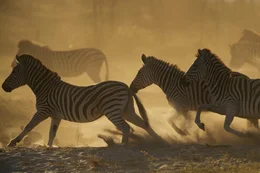 Zebraherde galoppiert &uuml;ber eine Sandbank am Flussufer.  +++ Die Verwendung des sendungsbezogenen Materials ist nur mit dem Hinweis und Verlinkung auf RTL+ gestattet. +++