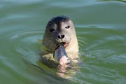 Seal. Seal.