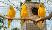 Ein zahmer Goldsittich aus der Loro-Show ist vor einiger Zeit aus dem Loro-Park ausgebüchst. Jetzt ist er wieder aufgetaucht und trifft nach einem Jahr auf seine Artgenossen und Trainerin Montserrat. Wird er sich freuen, alle wiederzusehen? Ein zahmer Goldsittich aus der Loro-Show ist vor einiger Zeit aus dem Loro-Park ausgebüchst. Jetzt ist er wieder aufgetaucht und trifft nach einem Jahr auf seine Artgenossen und Trainerin Montserrat. Wird er sich freuen, alle wiederzusehen?