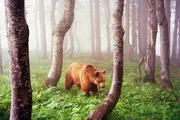 &Ouml;tscherb&auml;r im Nebelwald.