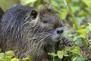 Eine Nutria nutzt ihre geschickten Pfoten zum Fressen.