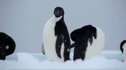 Ad&eacute;liepinguine