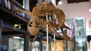 Manche glauben, das Monster von Loch Ness sei ein Plesiosaurus - eine Reptilienart, die mit den Dinosauriern vor mehr als 60 Millionen Jahren ausgestorben ist.