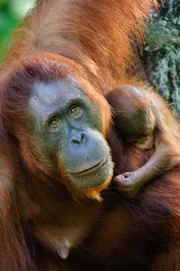 Orang-Utan (Pongo pygmaeus).