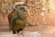 Kea-Vogel im Zoo Berlin.