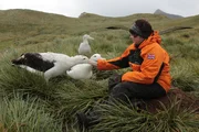 Ornithologin Jessica Walkup mit Wanderalbatrossen. Sie verbringt 18 Monate auf dem abgelegenen Eiland. Ornithologin Jessica Walkup mit Wanderalbatrossen. Sie verbringt 18 Monate auf dem abgelegenen Eiland.