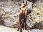 Gamskitz "Sepp" hat zwar noch keine H&ouml;rner, auch Krucken genannt, daf&uuml;r erkennt man an den kleinen Beinen die zwei Hufe. G&auml;msen sind Paarhufer.