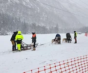 Beliebter Spaß im Schneegestöber: der Husky-Shuttle auf dem Weihnachtsmarkt. Beliebter Spaß im Schneegestöber: der Husky-Shuttle auf dem Weihnachtsmarkt.