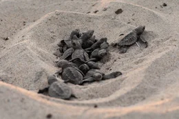 Oliv-Bastardschildkr&ouml;te an der K&uuml;ste von Oaxaca.