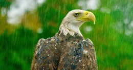 Wei&szlig;kopfseeadler.