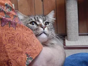 A closeup of Barnabas the cat in the arms of his owner, Allan. A closeup of Barnabas the cat in the arms of his owner, Allan.