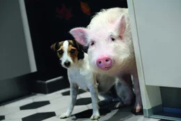 L-R:  Jack Russell Terrier Johnny und Hausschwein Paula