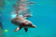 Ein knapp eine Minute altes Delfinbaby mit seiner Mutter, geboren im Delfintherapie-Zentrum auf Cura&ccedil;ao.