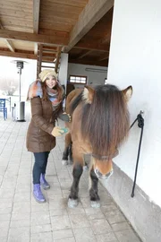 Nur vor dem Reiten muss ein Islandpferd geputzt werden, damit der Sattel nicht wund scheuert.