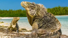 Leguan.