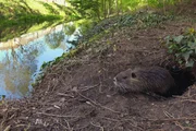 Nutrias bauen ihre H&ouml;hlen mitten in der Stadt.