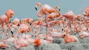 Flamingo-Kolonie - Ria Lagartos.