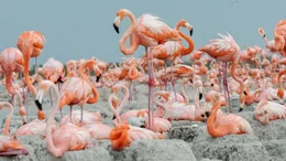 Flamingo-Kolonie &ndash; Ria Lagartos.