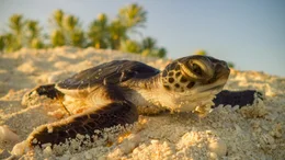Schildkr&ouml;te.