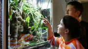 David zeigt Anna seine Geckos. Alle Terrarien sind unterschiedlich eingerichtet, immer genau so, dass es wie in dem nat&uuml;rlichen Lebensraum der Bewohner aussieht.