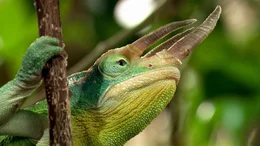 Cham&auml;leon.
