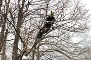 Baumpfleger Benno Gottwald beim Baumschnitt in einer 16 Meter hohen Linde. Baumpfleger Benno Gottwald beim Baumschnitt in einer 16 Meter hohen Linde.