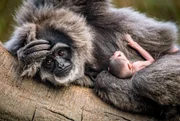 Silber-Gibbon Tilu mit ihrem Baby.