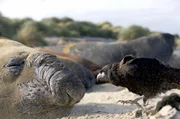 Auf Tuchf&uuml;hlung mit einer Robbe: Der Falklandkarakara geh&ouml;rt zu den seltensten Raubv&ouml;geln der Welt.
